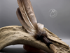 Räucherfächer Adler