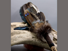 Räucherfächer - Pfau